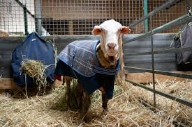 Wild Sheep Rescue